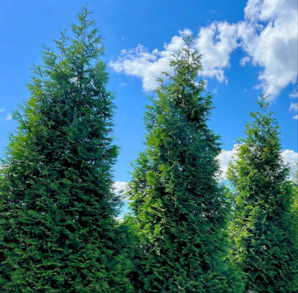Thuja Green Giants