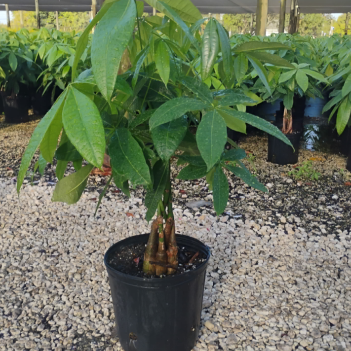 Indoor Money Tree in Black Growers Pot: 3-4 Feet Tall
