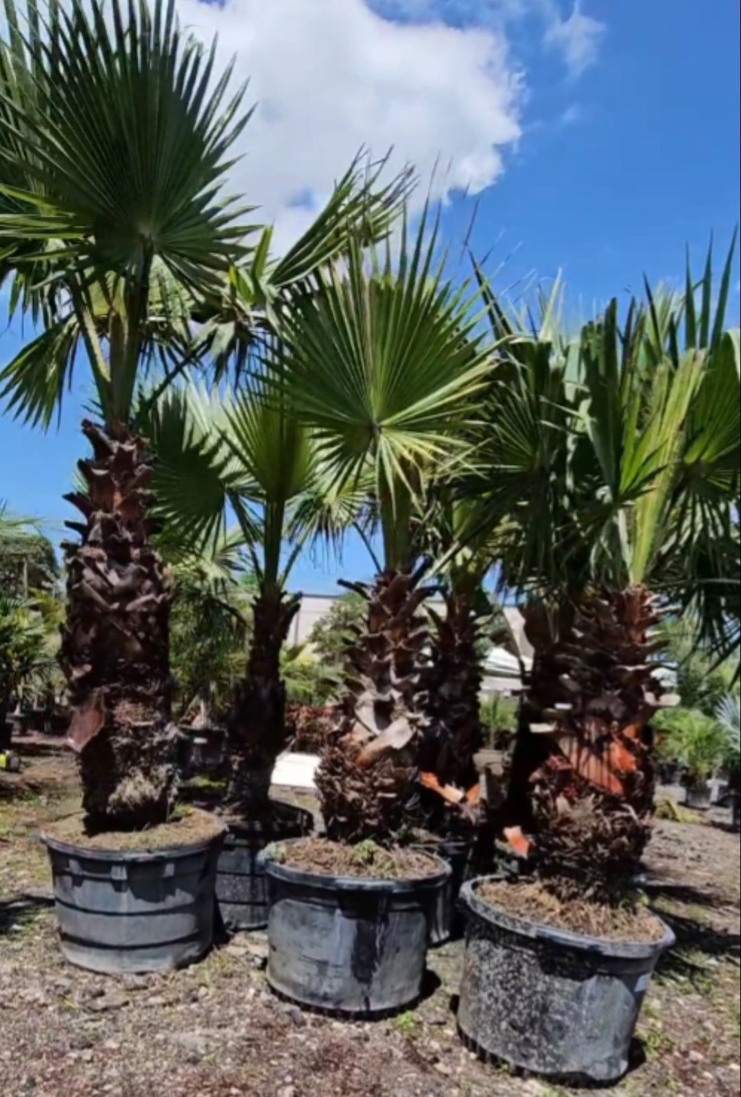 Washingtonia (Mexican Fan Palm)