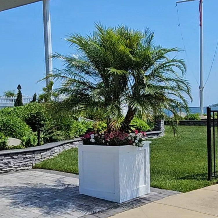 potted outdoor palm plants Robellini Palm Tree | Dwarf Date Palm | Palms Direct