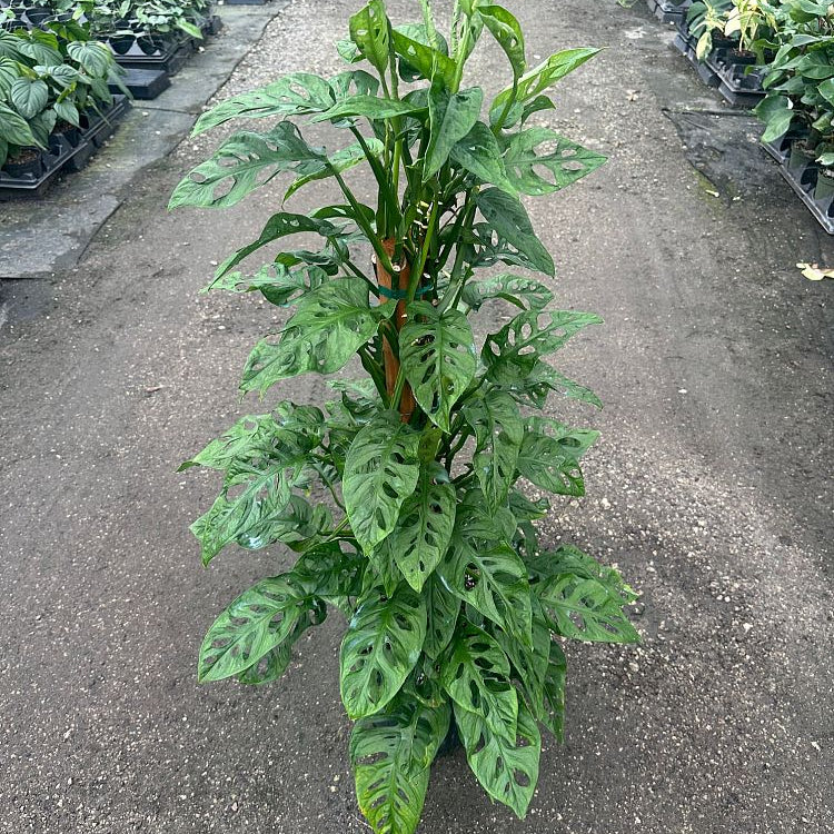 Indoor Monstera Swiss Cheese Plant in Black Growers Pot: 2-3 Feet Tall