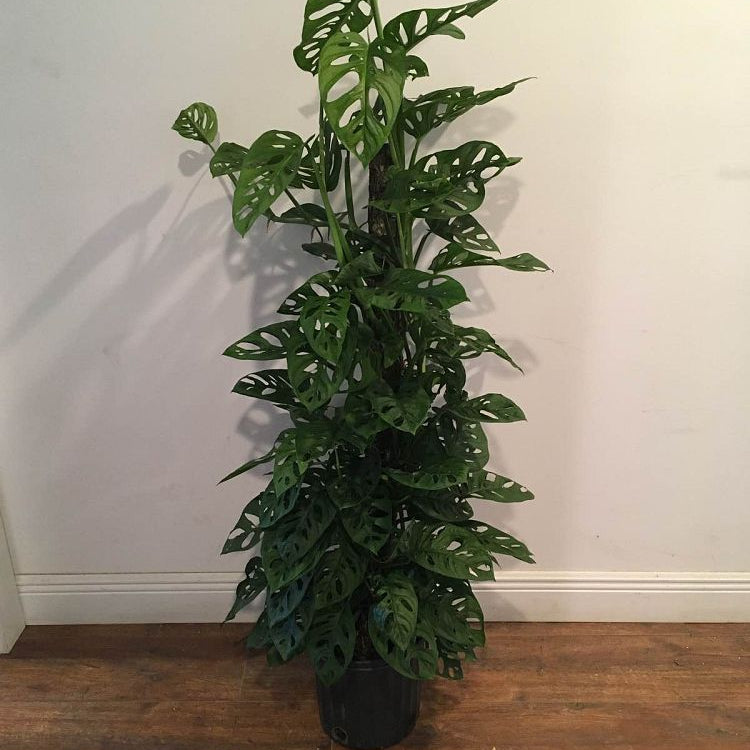 Indoor Monstera Swiss Cheese Plant in Black Growers Pot: 2-3 Feet Tall