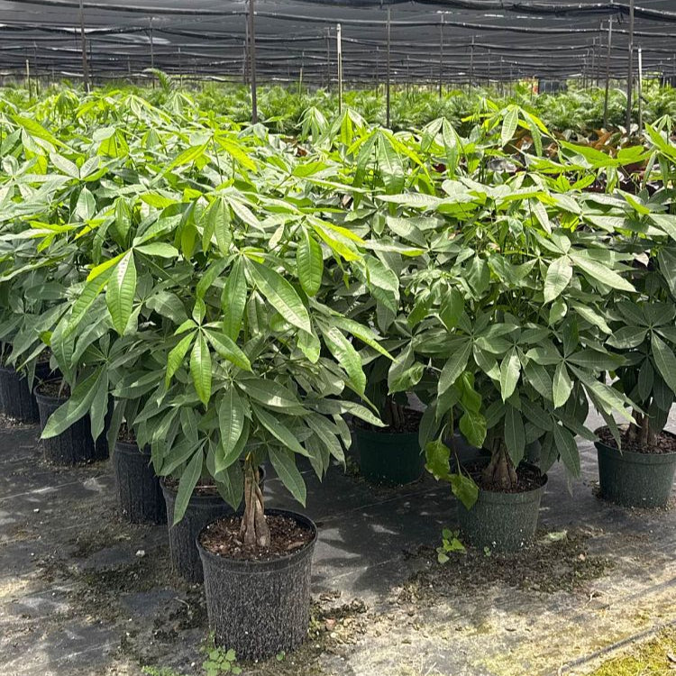 Indoor Money Tree in Black Growers Pot: 3-4 Feet Tall