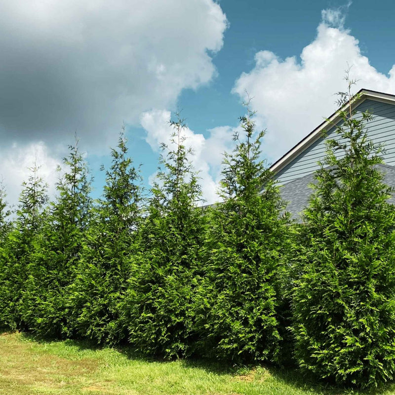 Thuja Green Giants
