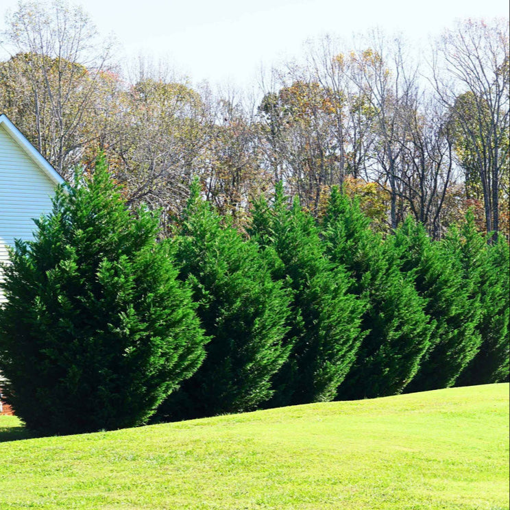 Leyland Cypress: 5-6 Feet