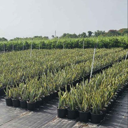 Indoor Sansevieria Snake Plant in Black Growers Pot: 1-2 Feet Tall