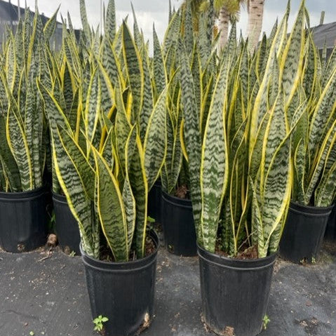 Indoor Sansevieria Snake Plant in Black Growers Pot: 1-2 Feet Tall