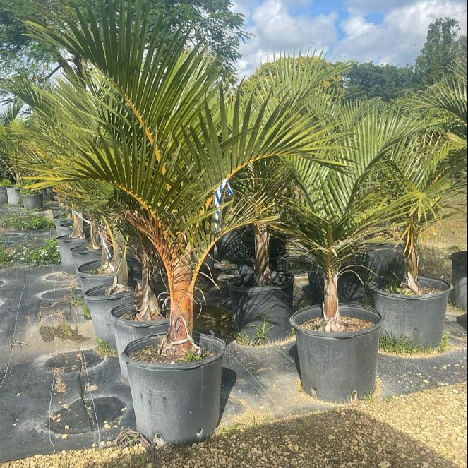 Spindle Palm Tree | Spindle Palm | Palms Direct