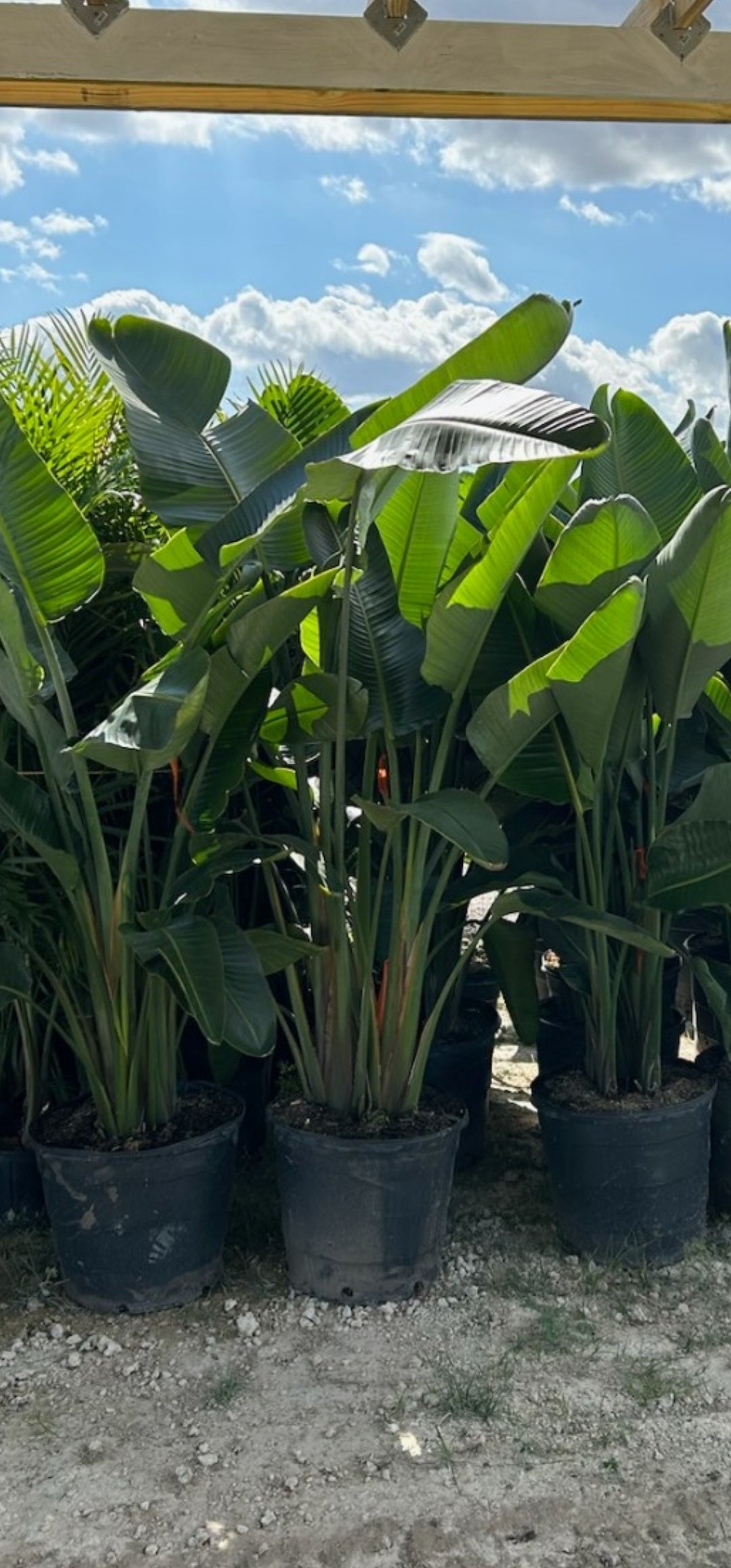 Birds of Paradise (Strelitzia Nicolai)