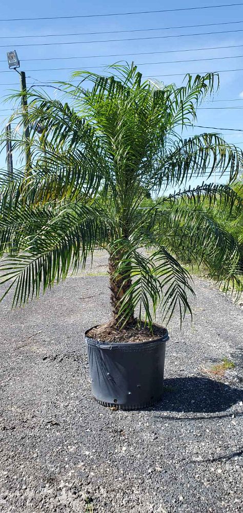 Robellini Palm Tree | Dwarf Date Palm | Palms Direct