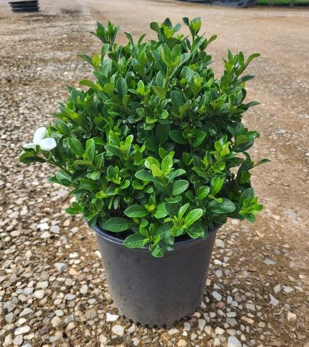 Gardenia Plants for Sale | Gardenia Plants | Palms Direct