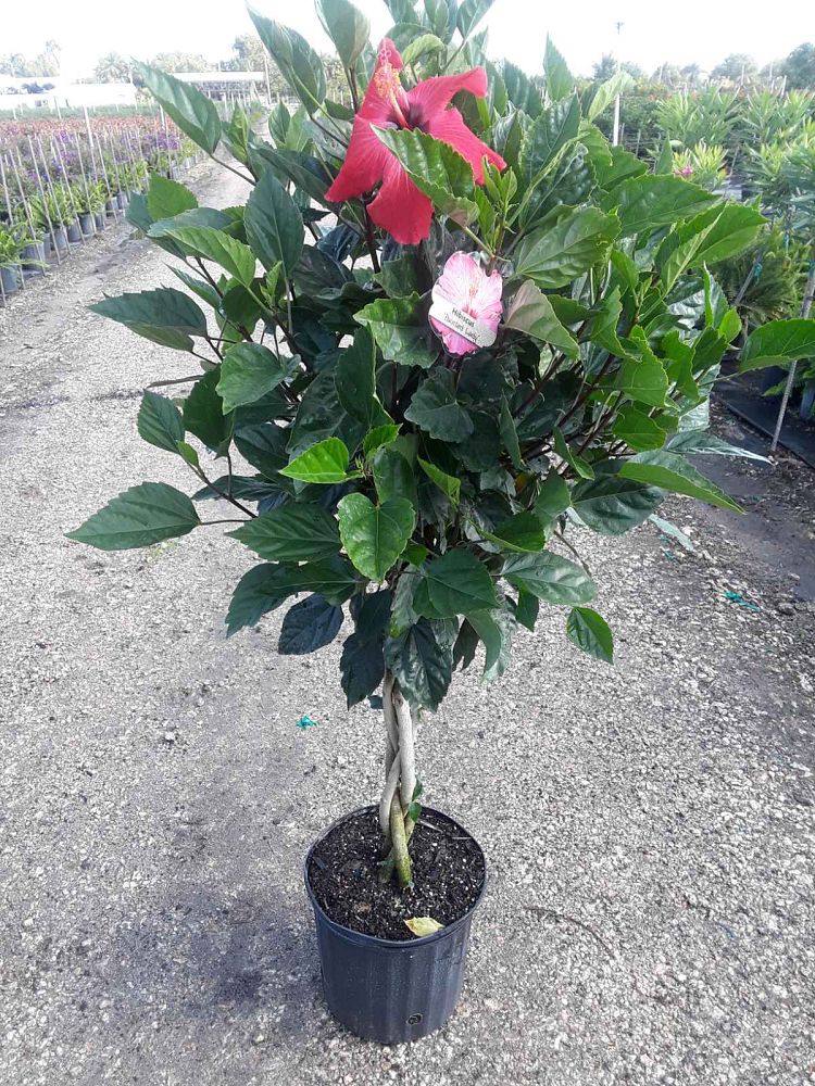 Hibiscus Plants for Sale | Hibiscus Plants | Palms Direct