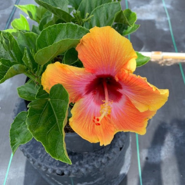 Hibiscus Plants for Sale | Hibiscus Plants | Palms Direct