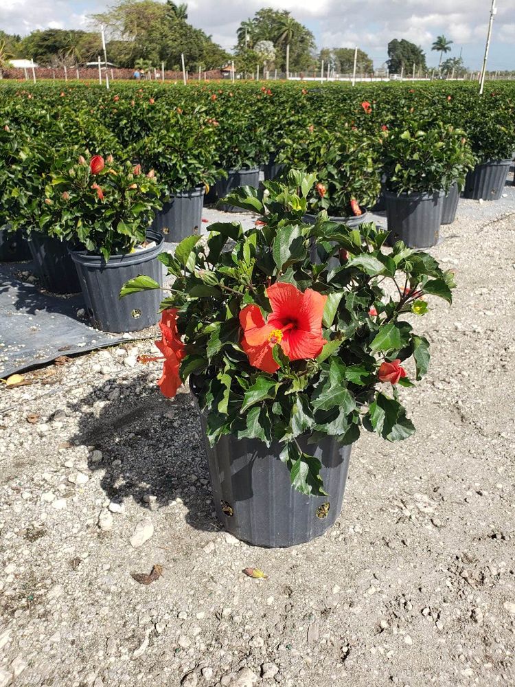 Hibiscus Plants for Sale | Hibiscus Plants | Palms Direct