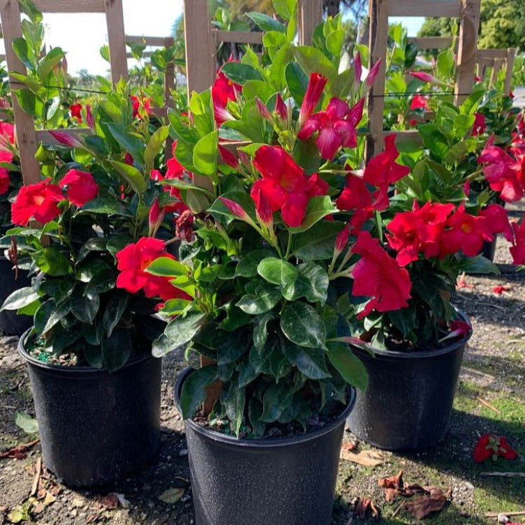 Mandevilla Plant for Sale | Mandevilla Plant | Palms Direct