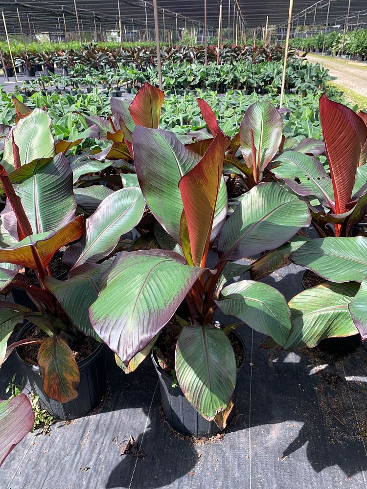 Red Banana Plant | Red Banana "ensete" | Palms Direct