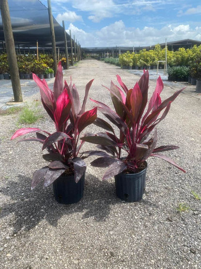 Red Sister Plant | Cordyline Fruticosa | Palms Direct