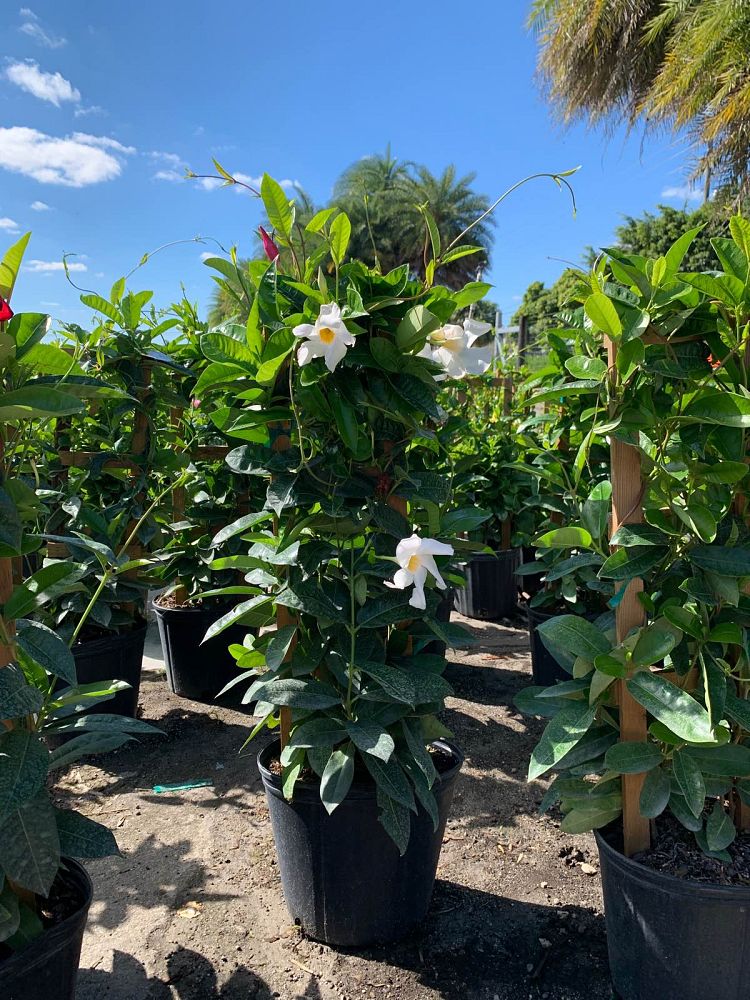 Mandevilla Plant for Sale | Mandevilla Plant | Palms Direct