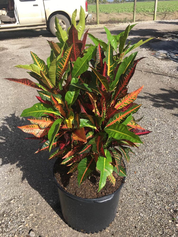 Croton Petra Plant | Codiaeum Petra | Palms Direct