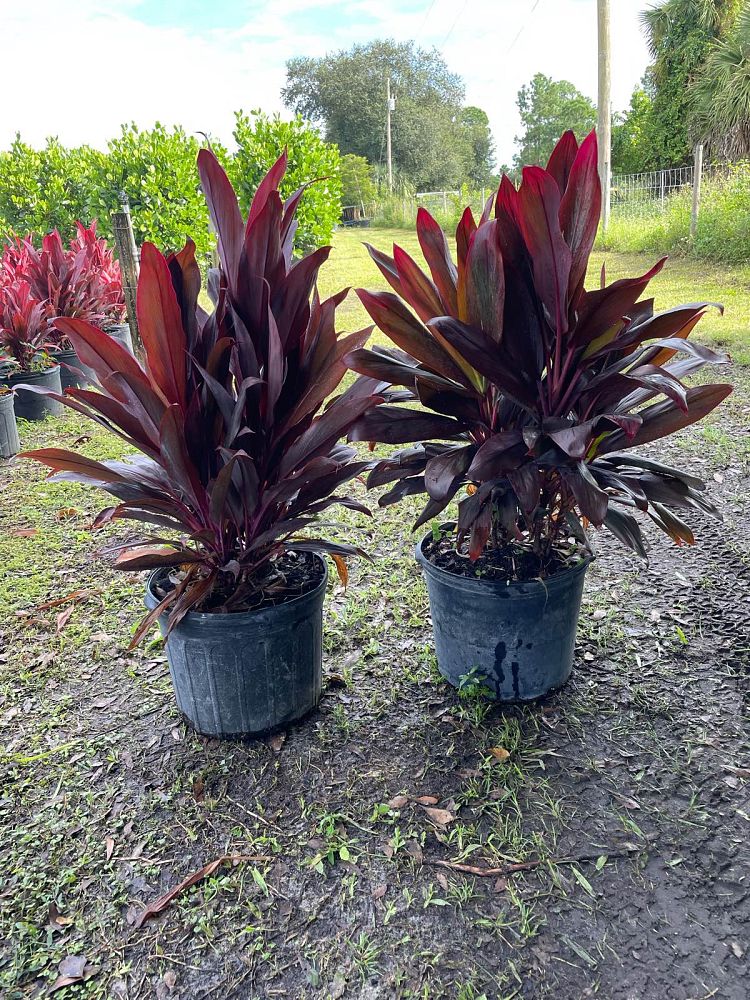 Red Sister Plant | Cordyline Fruticosa | Palms Direct