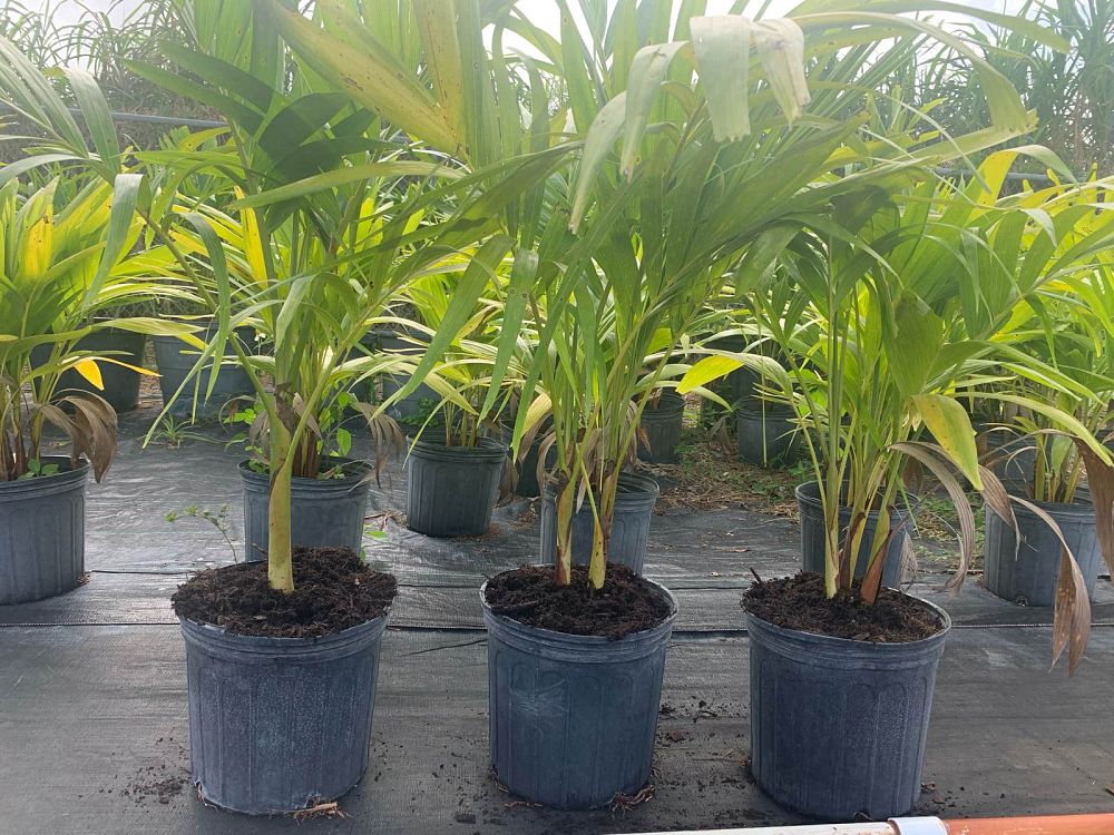 Christmas Palm (Adonidia Palm) MOST POPULAR!