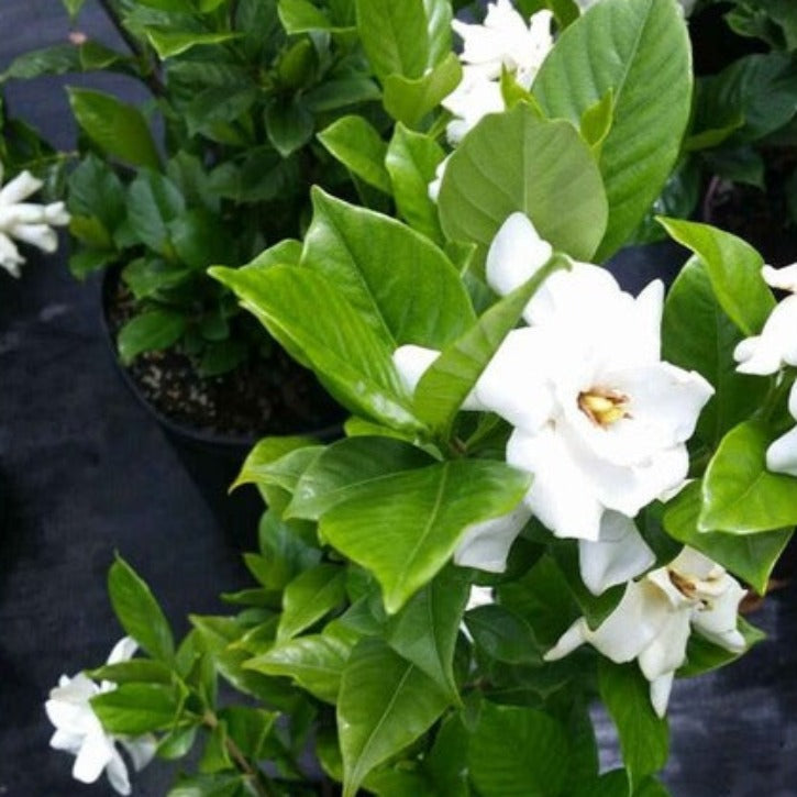 Gardenia Plants for Sale | Gardenia Plants | Palms Direct