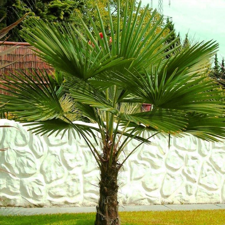 Palmier Trachycarpus Fortuneii