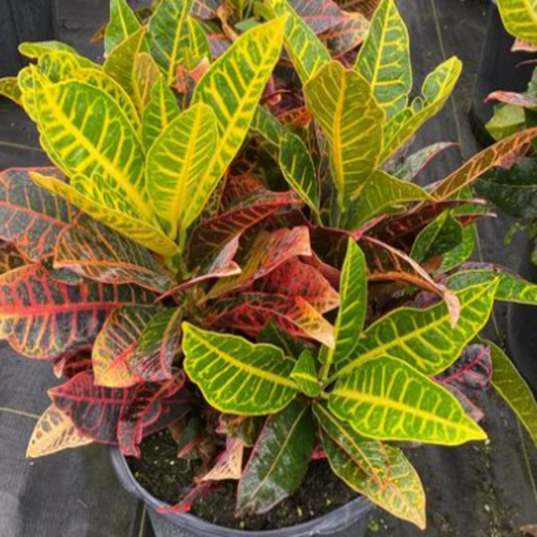 Croton Petra Plant | Codiaeum Petra | Palms Direct