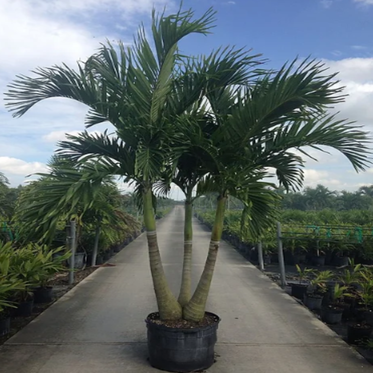 Christmas Palm Tree Adonidia Palm Palms Direct Palms Direct