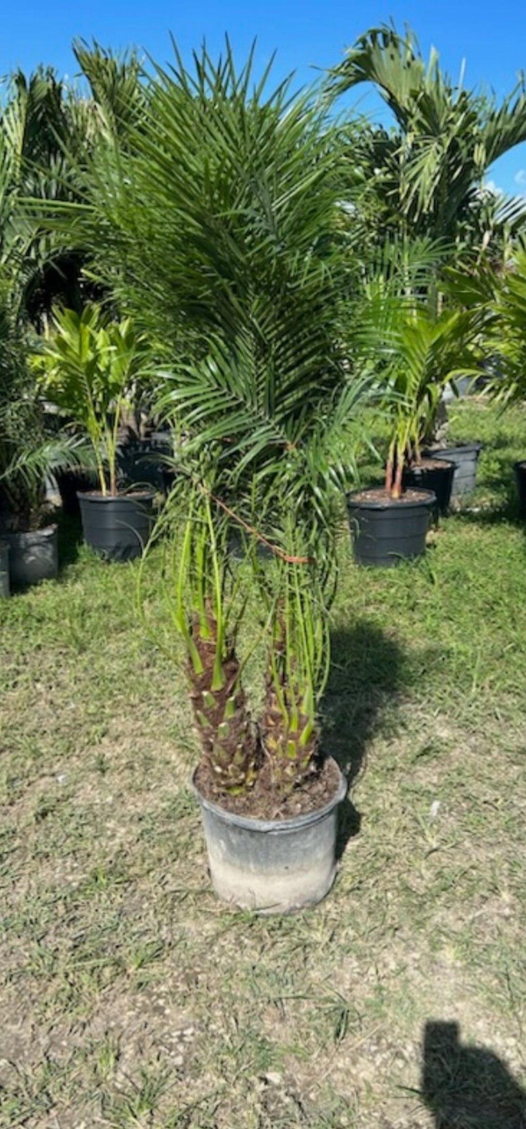 Robellini Palm (Dwarf Date Palm)