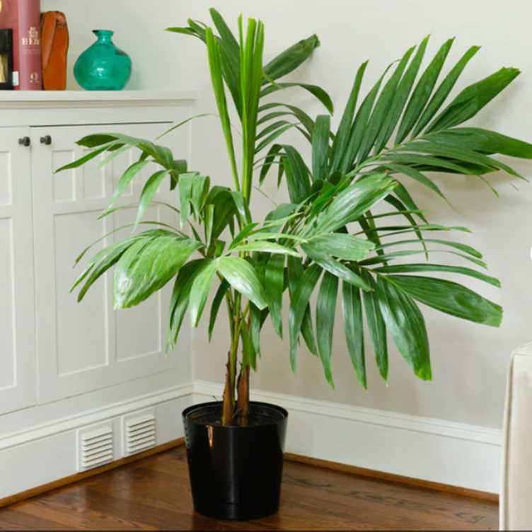 Christmas Palm Tree | Adonidia Palm | Palms Direct