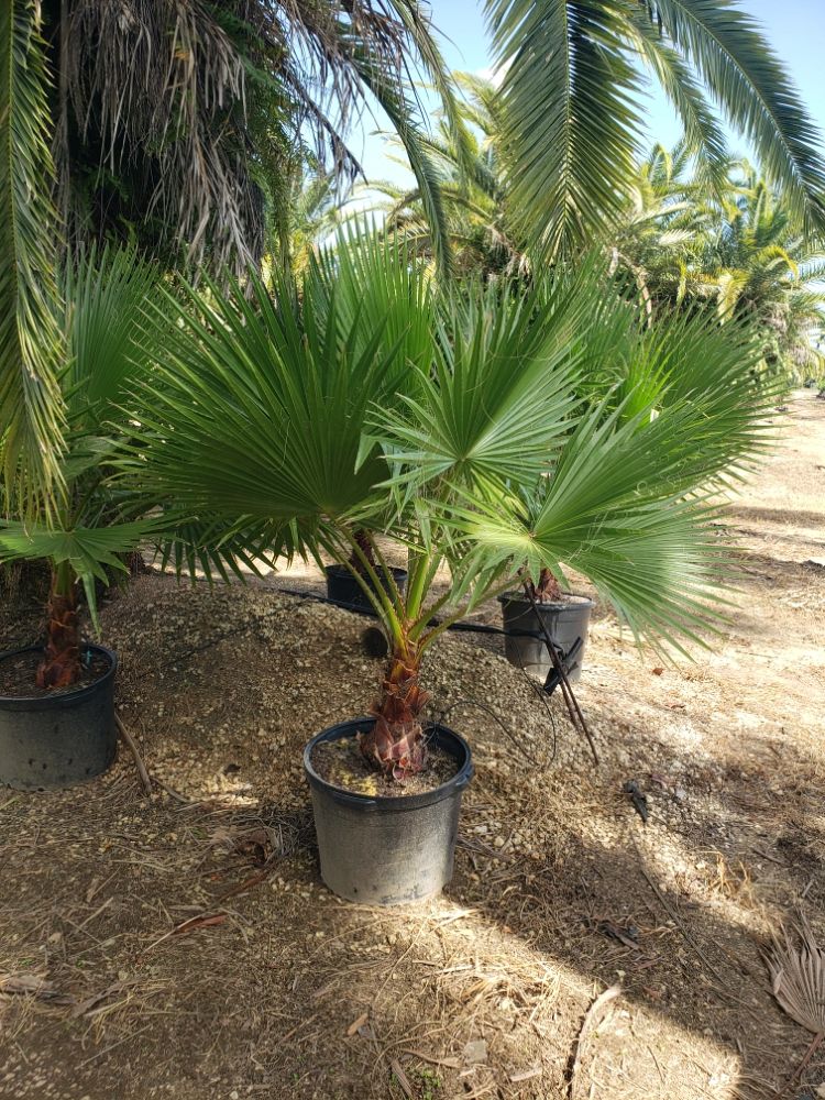 Washingtonia (Mexican Fan Palm)