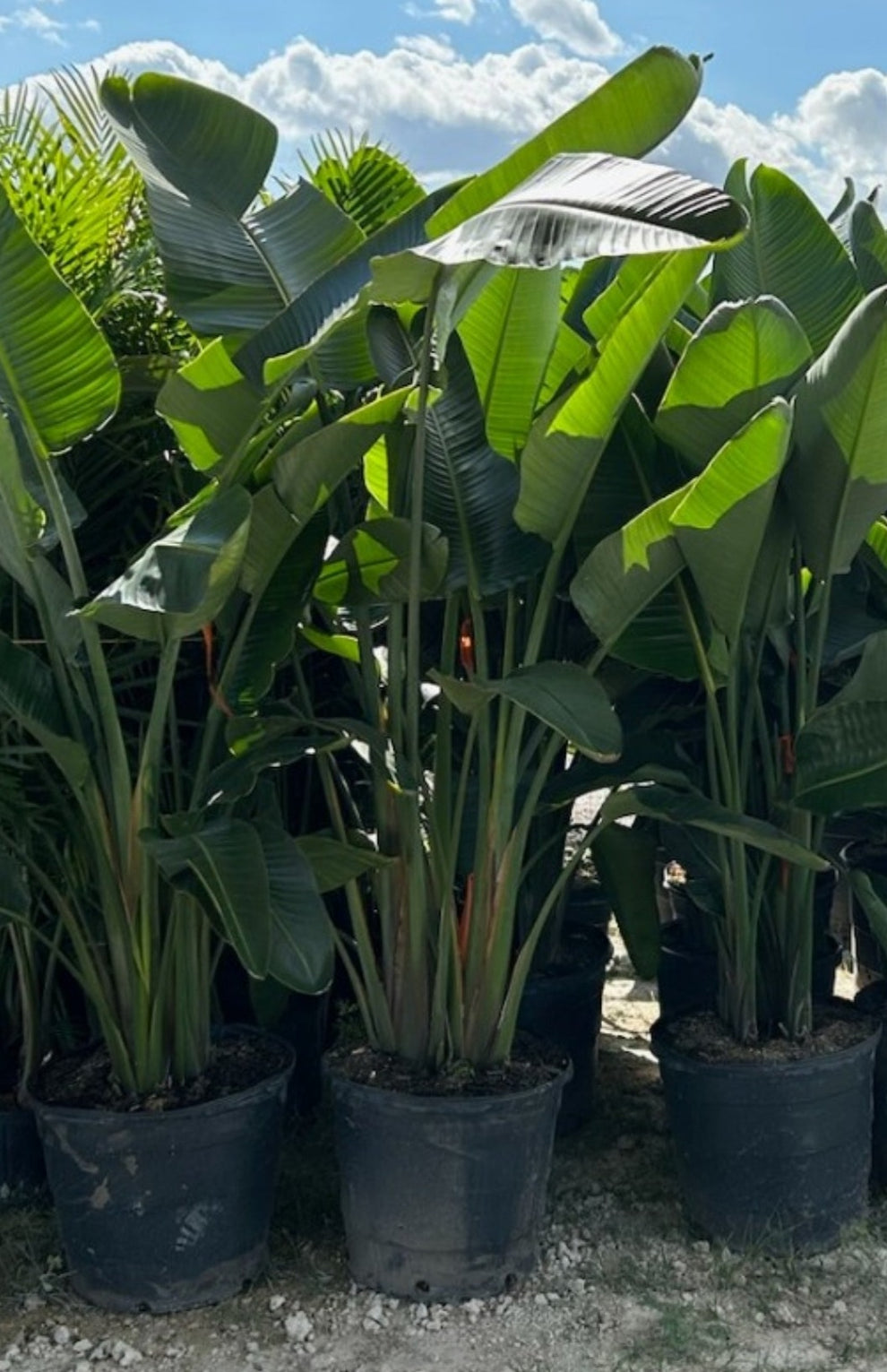 Giant white bird of paradise (Strelitzia nicolai) in flower Stock Photo