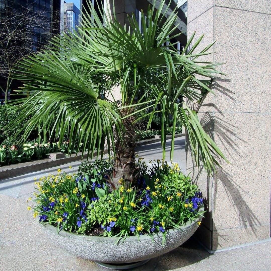 Windmill Palm (Trachycarpus fortunei)