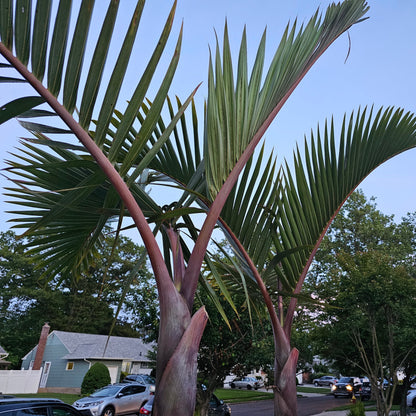 Bottle Palm (Hyophorbe lagenicaulis)