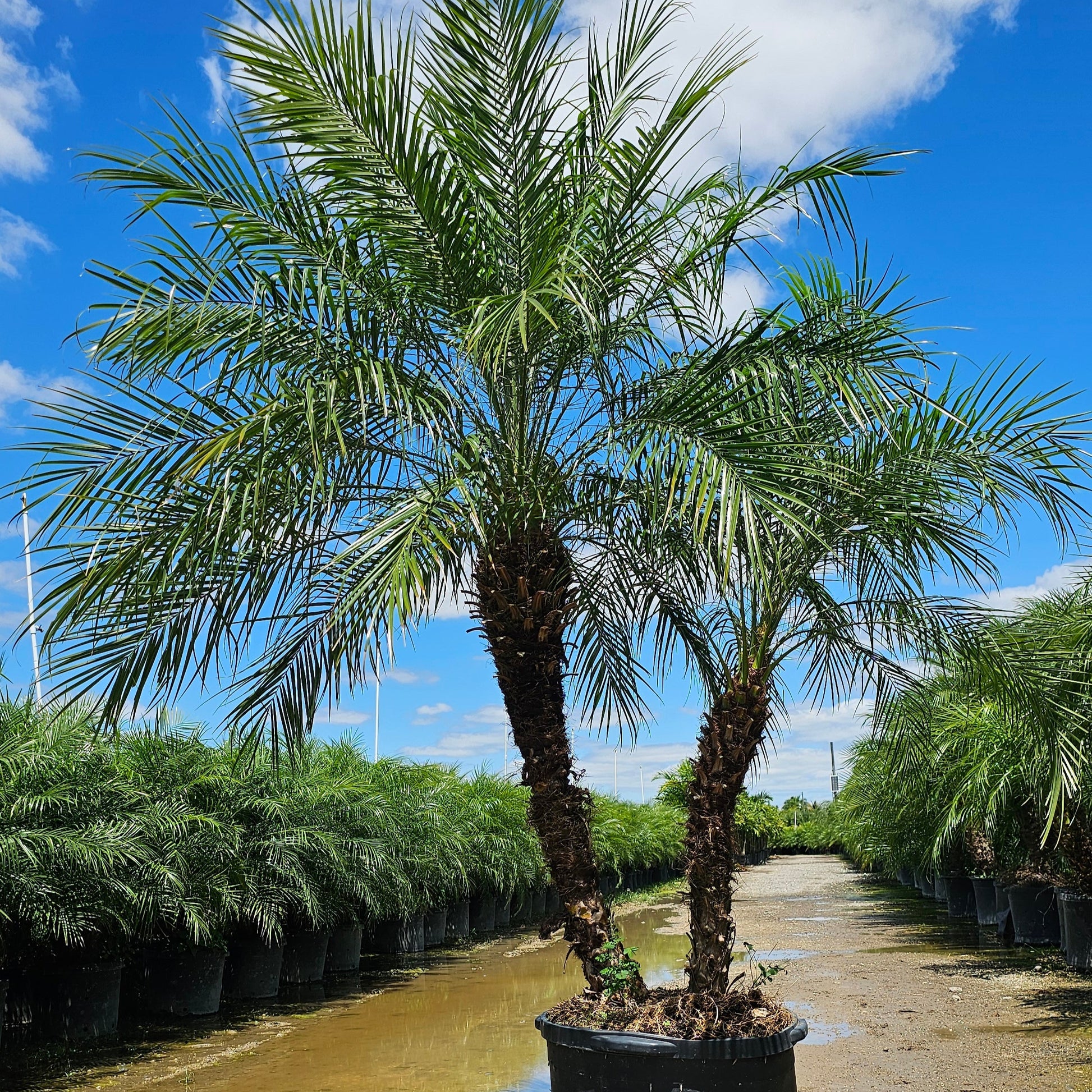 palm robellini plant Robellini Palm Tree | Dwarf Date Palm | Palms Direct