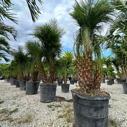 Robellini Palm (Pygmy Date Palm) MOST POPULAR!