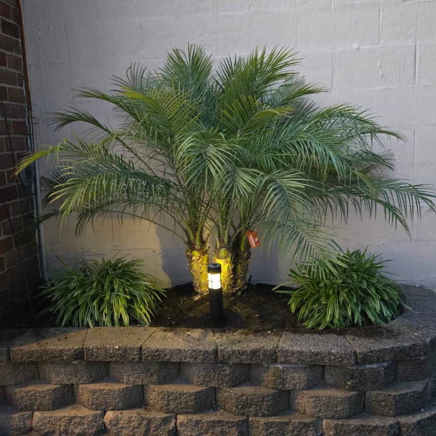 Robellini Palm (Pygmy Date Palm) MOST POPULAR!