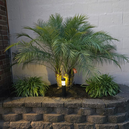 Robellini Palm (Pygmy Date Palm) MOST POPULAR!