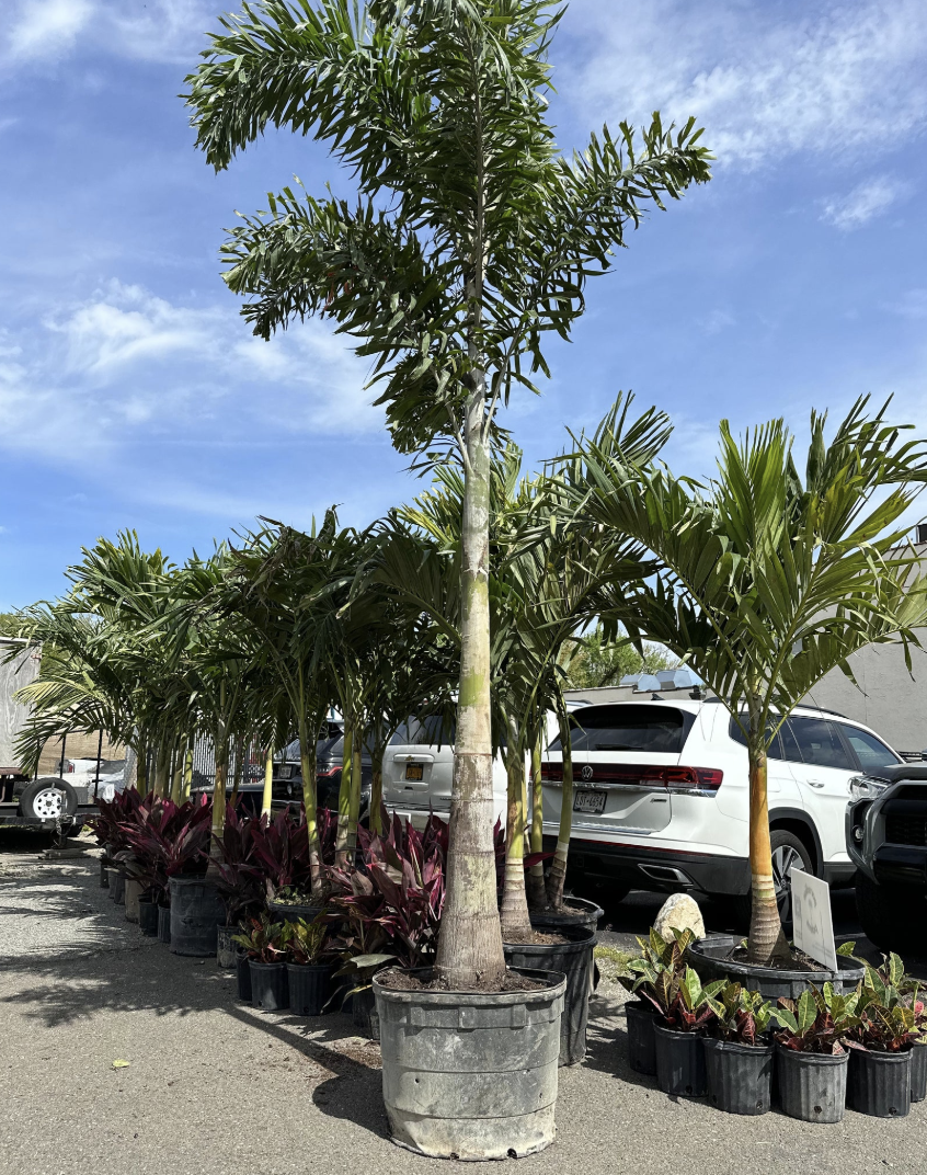 Foxtail Palm - 14 Feet of Pure Tropical Drama