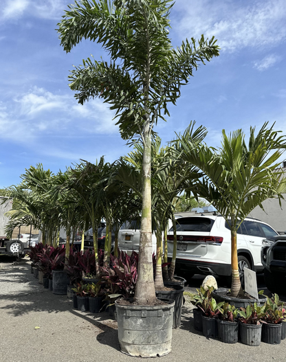 Foxtail Palm - 14 Feet of Pure Tropical Drama