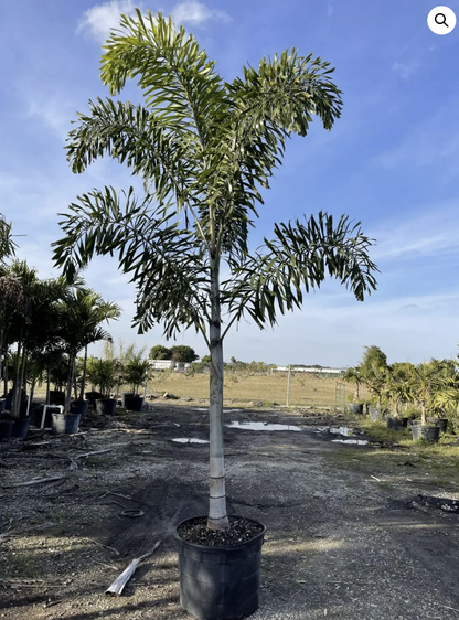 Foxtail Palm - 14 Feet of Pure Tropical Drama