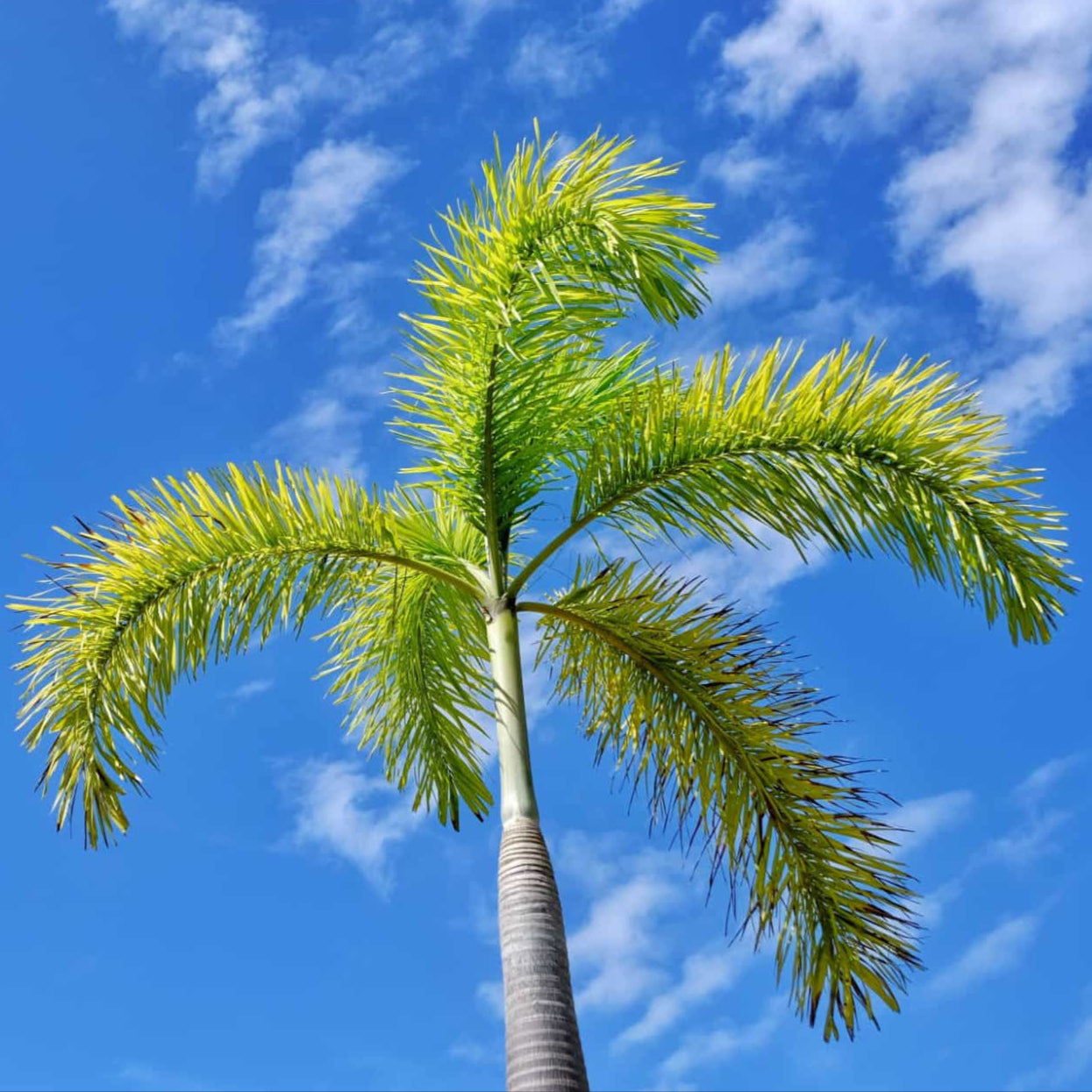Foxtail Palm - 14 Feet of Pure Tropical Drama