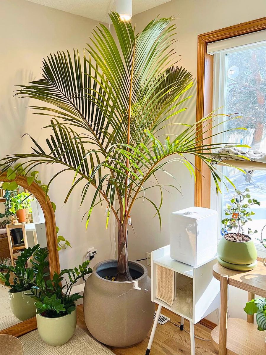 Spindle Palm