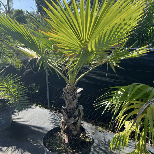 Washingtonia (Mexican Fan Palm)