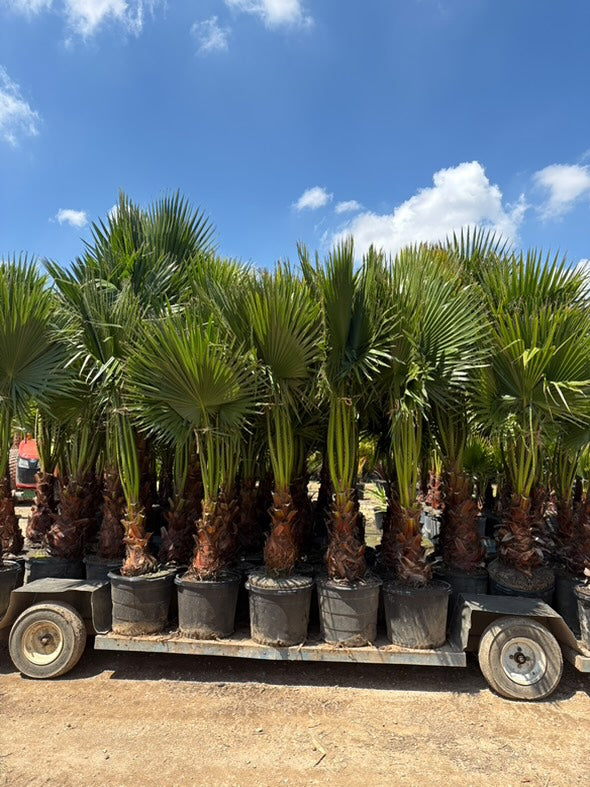 Washingtonia (Mexican Fan Palm)