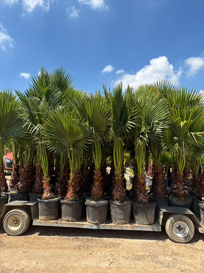 Washingtonia (Mexican Fan Palm)