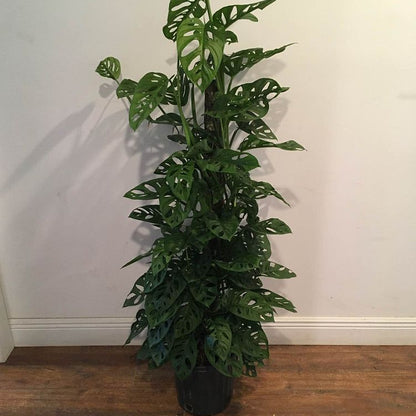 Indoor Monstera Swiss Cheese Plant in Black Growers Pot: 2-3 Feet Tall
