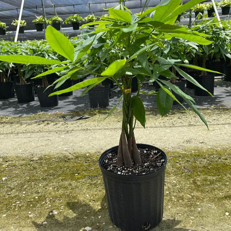 Indoor Money Tree in Black Growers Pot: 3-4 Feet Tall