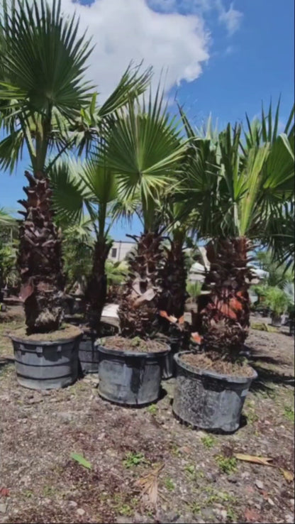 Washingtonia (Mexican Fan Palm)